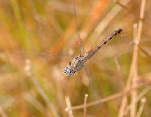 Female
2008_10_18_Floyd